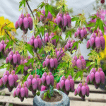 How to Grow Mango Fruit 2025,How to grow mango fruit from cuttings, How to grow mango tree faster, How to grow mango fruit indoors, Mango seed, How to grow mango tree faster from seed, How to grow mango tree from seed, How to plant mango seed in soil, How to grow mango from store,