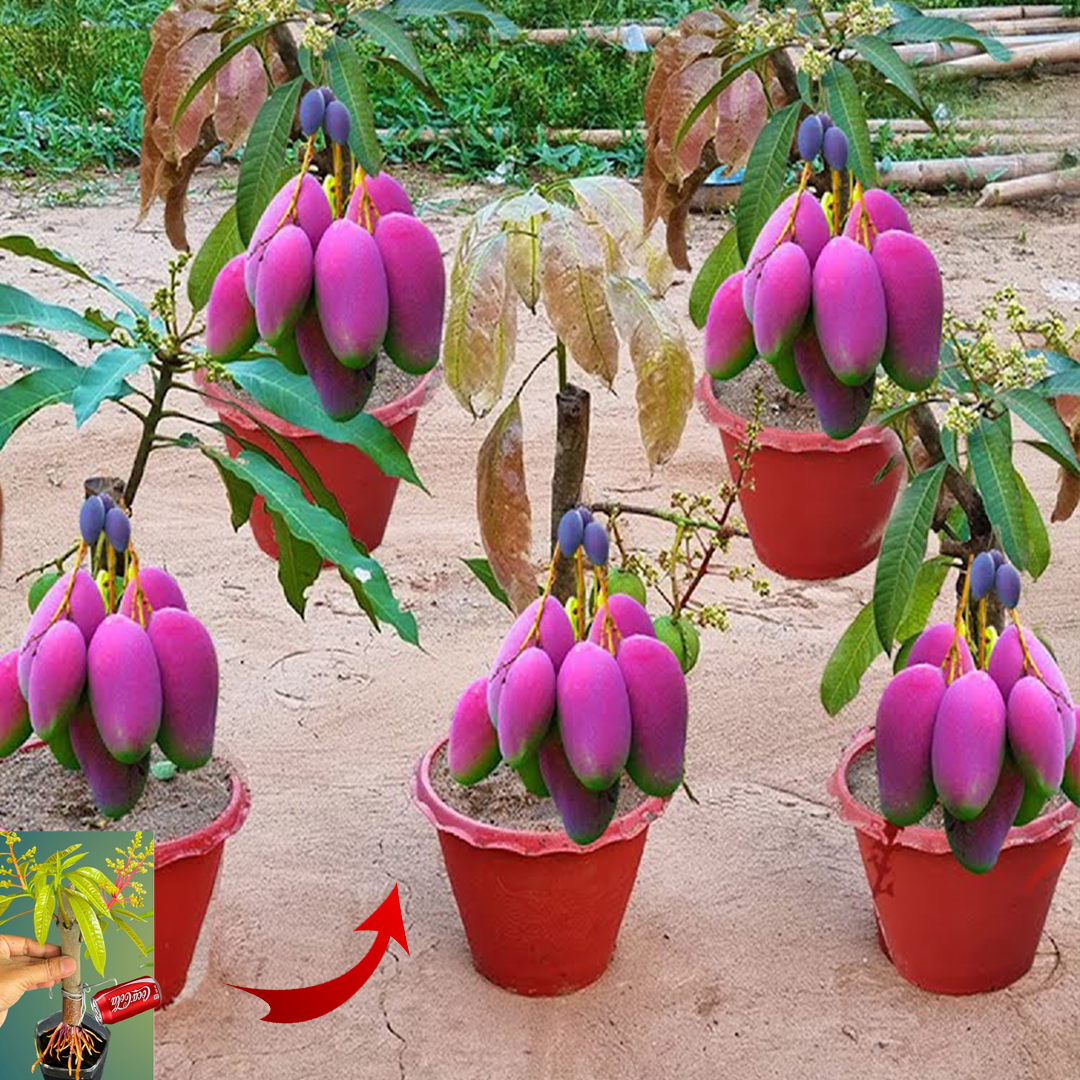 How to Grow Mango Fruit 2025,How to grow mango fruit from cuttings, How to grow mango tree faster, How to grow mango fruit indoors, Mango seed, How to grow mango tree faster from seed, How to grow mango tree from seed, How to plant mango seed in soil, How to grow mango from store,