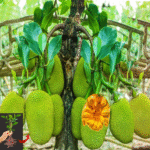 🌿Grow Jackfruit Tree from Cuttings with This Proven Method