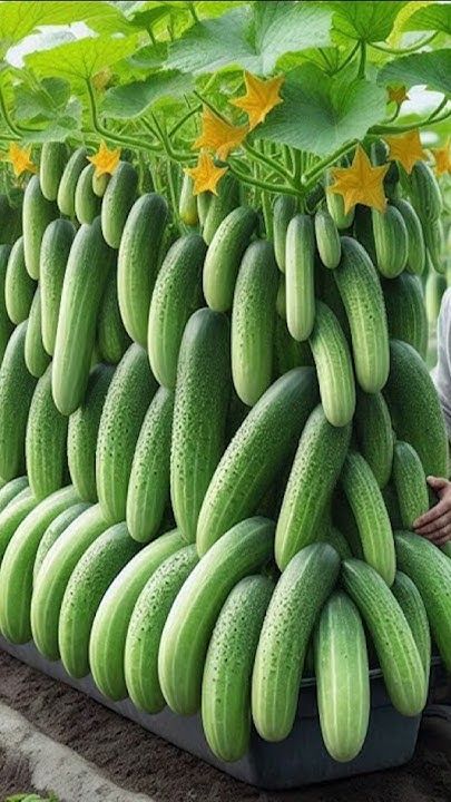 Crunchy Perfection: Your Ultimate Guide on How to Grow Cucumbers Fruit at Home