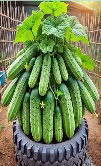 Crunchy Perfection: Your Ultimate Guide on How to Grow Cucumbers Fruit at Home