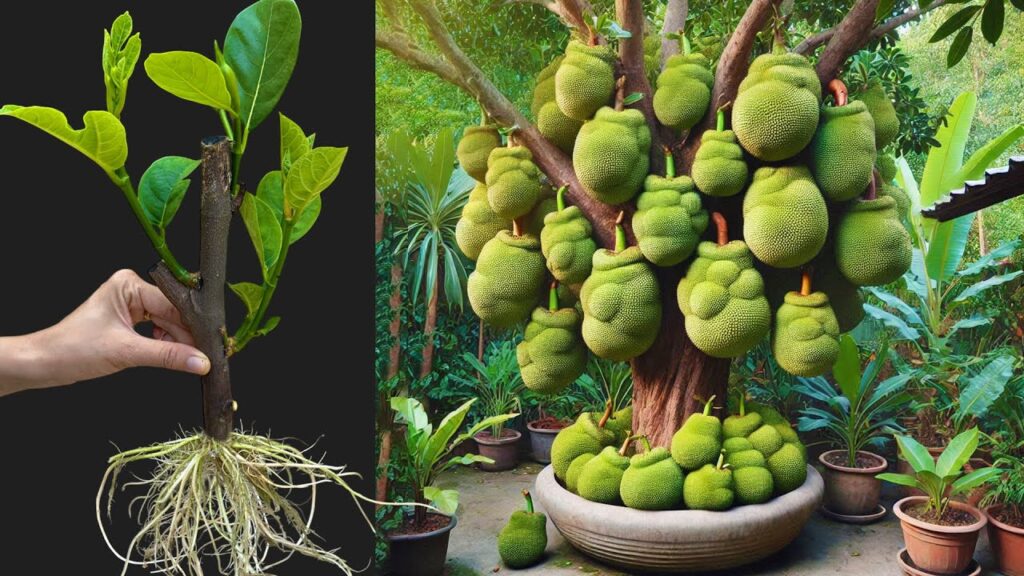 🌿Grow Jackfruit Tree from Cuttings with This Proven Method